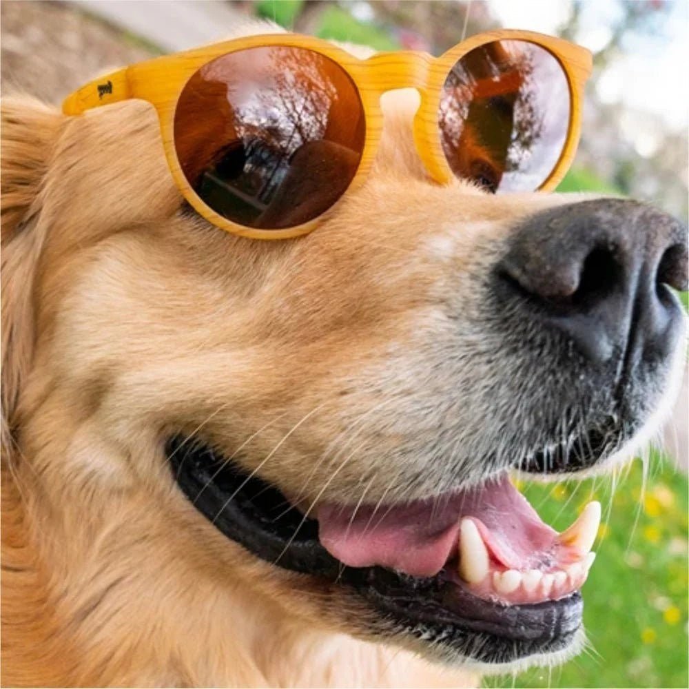 Cachorro Golden Retriever usando óculos de sol Goodr Brasil modelo Bodhi's Ultimate Ride com armação amadeirada.