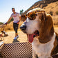 Cachorro Basset Hound usando óculos de sol Goodr Brasil com armação tartaruga e lentes marrons em dia ensolarado